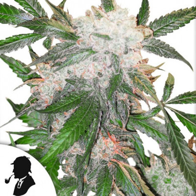 Infiorescenza Vittoriana White Widow - The Queen - Formato 1 gr