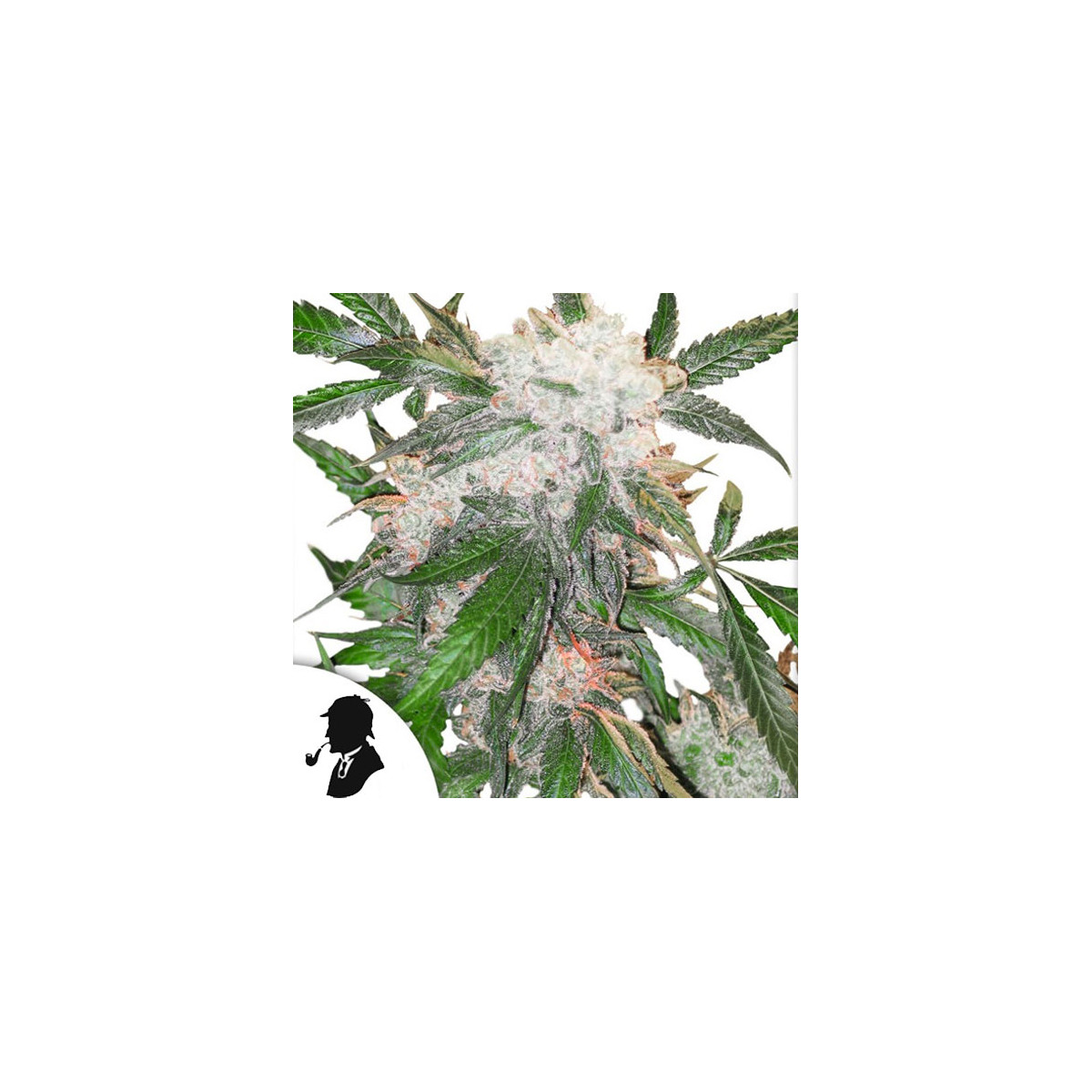 Infiorescenza Vittoriana White Widow - The Queen - Formato 1 gr