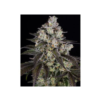SEMI |Barney's Farm -...