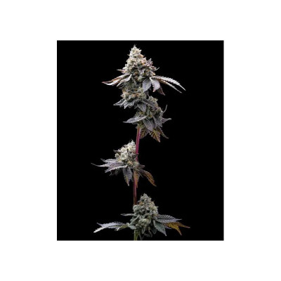 SEMI | Barney's Farm - GMO...