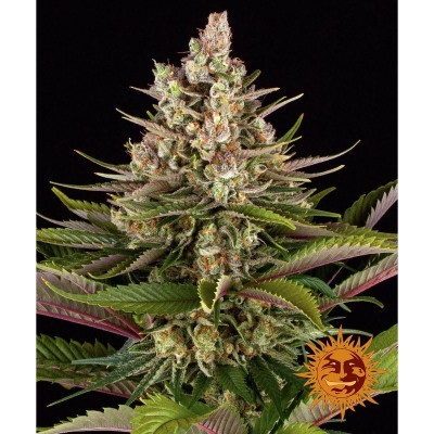 SEMI | SOUR STRAWBERRY - 3...