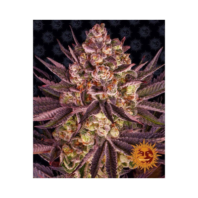 SEMI | BISCOTTI MINTZ - 3...